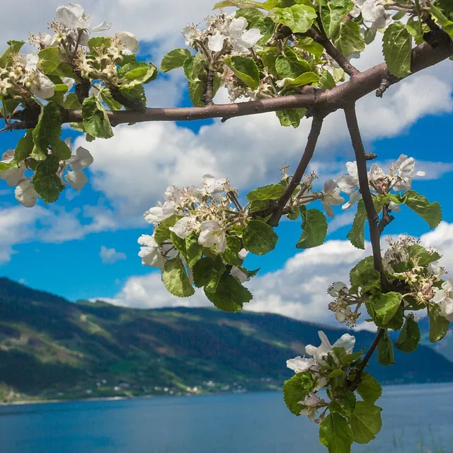 Hardangerfjord